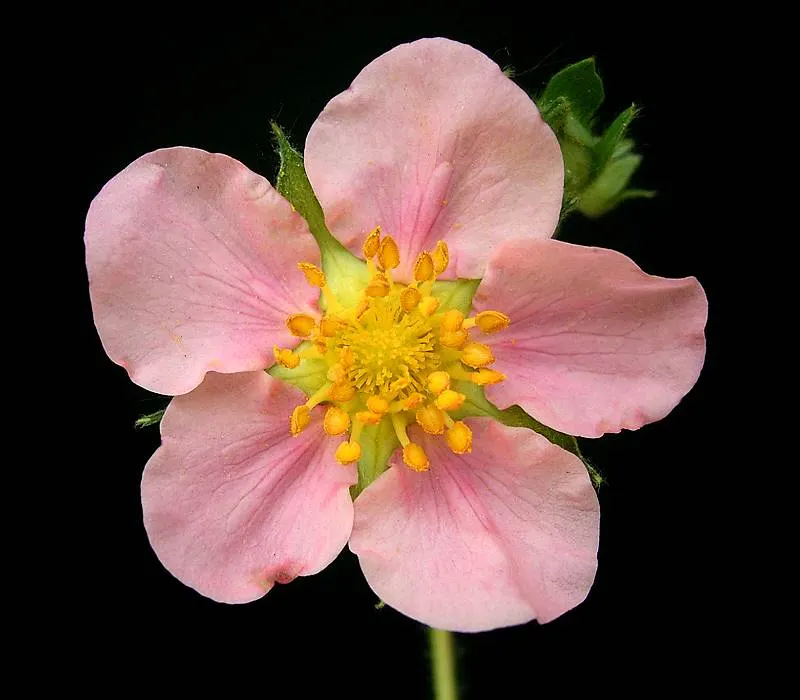 Coastal Strawberry (Fragaria chiloensis) — trifoliate leaves which span about 2 to 3 inches in diameter