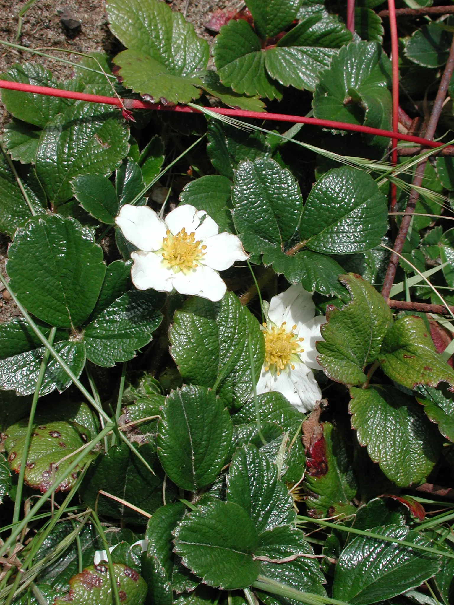 Coastal Strawberry (Fragaria chiloensis) — contributing to its low-maintenance stature and suitability for various garden designs, image 77