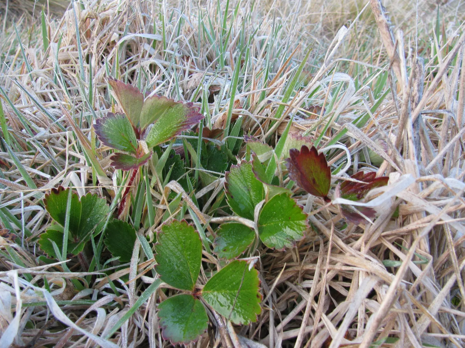 Coastal Strawberry (Fragaria chiloensis) — reaching up to 8 inches in height and spreading effortlessly to widths of 12 to 24 inches, image 68