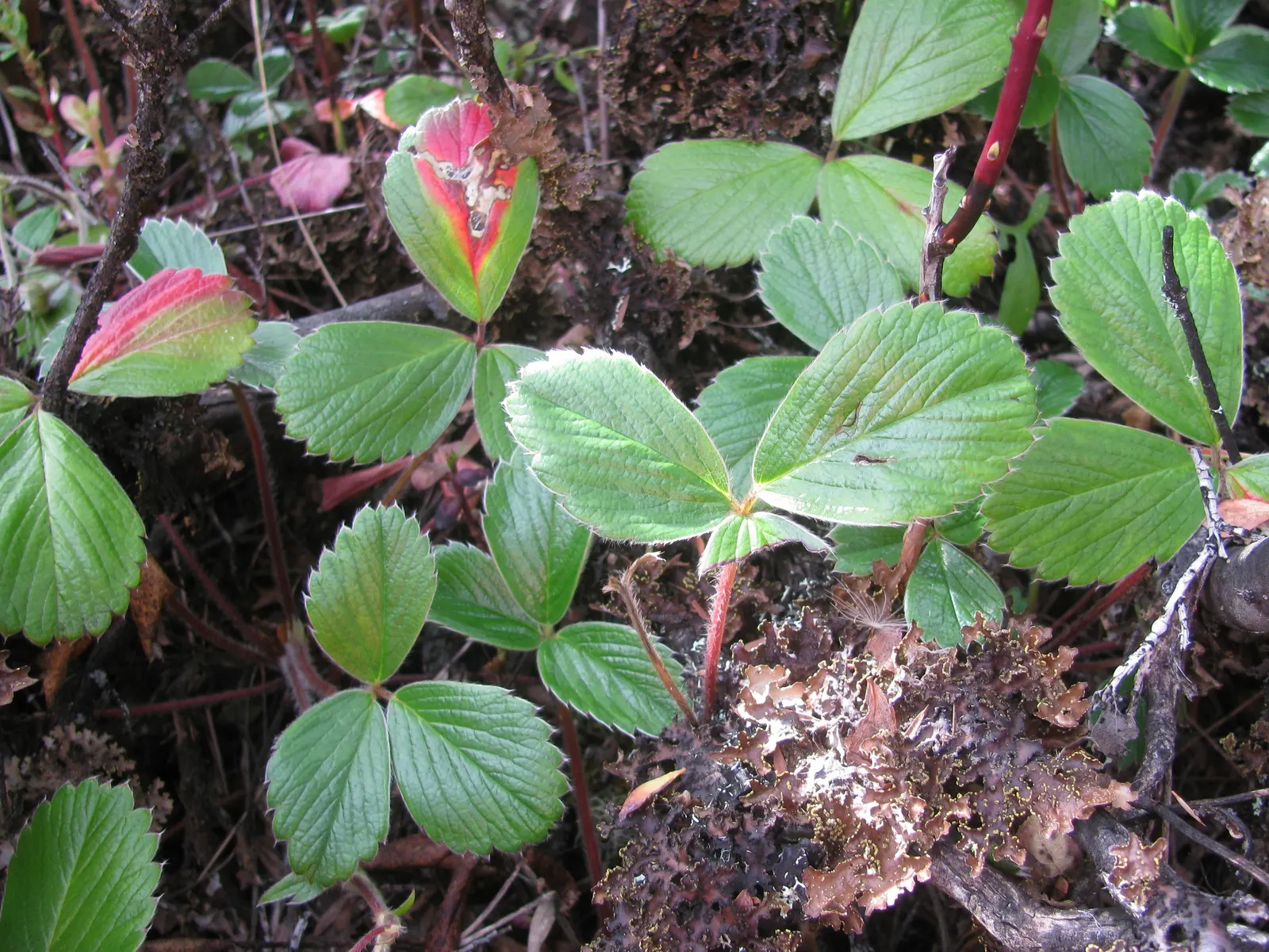 Coastal Strawberry (Fragaria chiloensis) — the Fragaria chiloensis produces edible; coastal Strawberry (Fragaria chiloensis) is a low-growing perennial