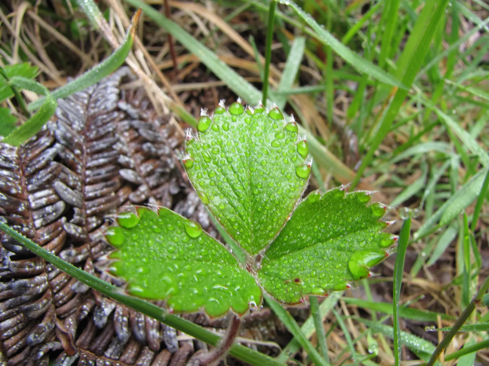 Coastal Strawberry (Fragaria chiloensis) — composed of five petals each; it tolerates maritime exposure and sandy soils, making it an ideal selection for