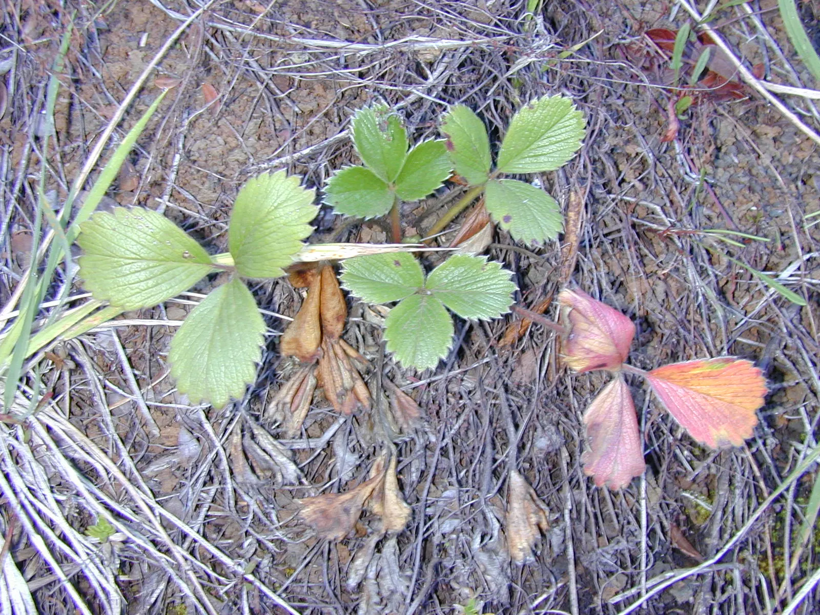 Coastal Strawberry (Fragaria chiloensis) — white flowers in the garden