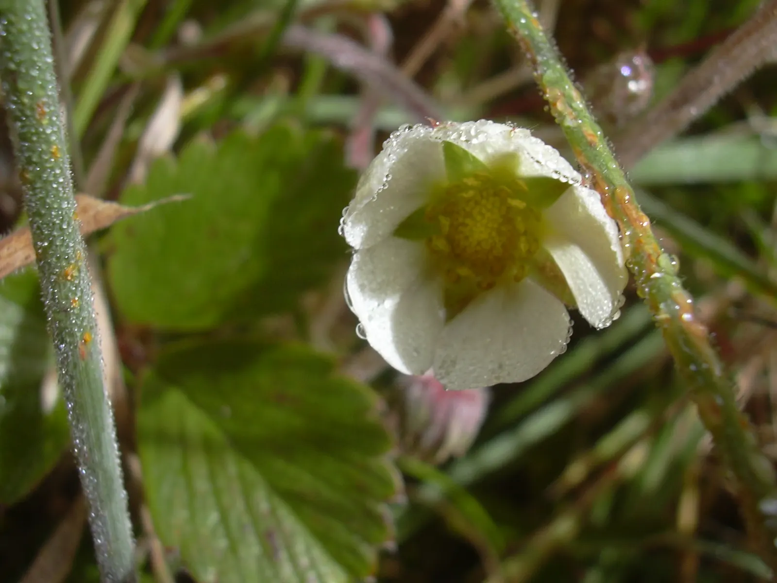 Coastal Strawberry (Fragaria chiloensis) — composed of five petals each; it tolerates maritime exposure and sandy soils, making it an ideal, image 69
