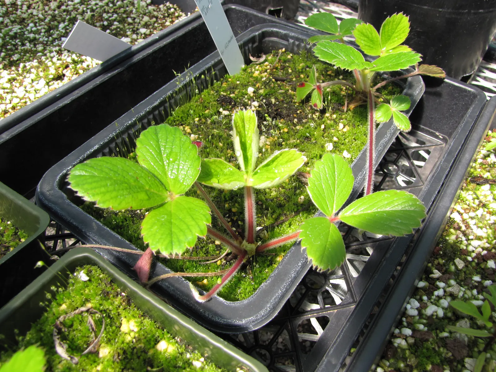 Coastal Strawberry (Fragaria chiloensis) — Although smaller than commercial varieties at about 1 to 1.5 inches in length; commonly referred to as the Coastal