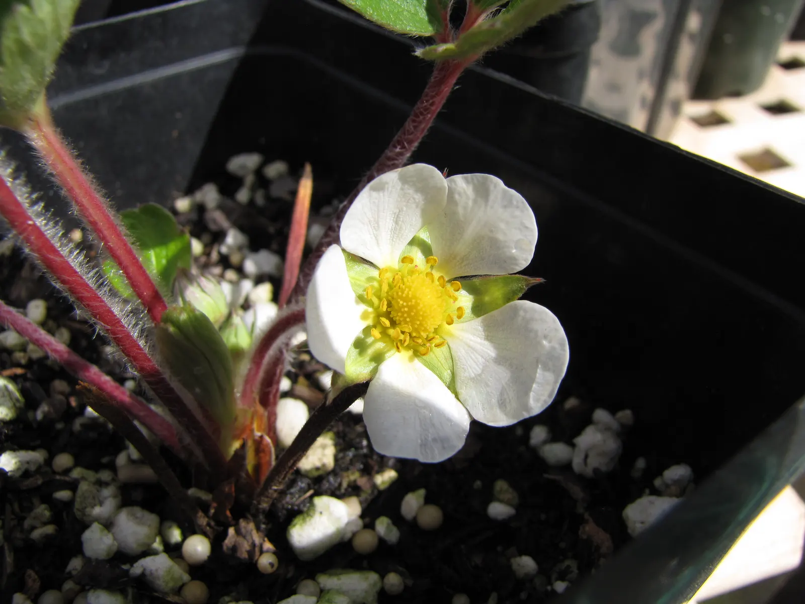 Coastal Strawberry (Fragaria chiloensis) — When incorporating this plant into a landscape