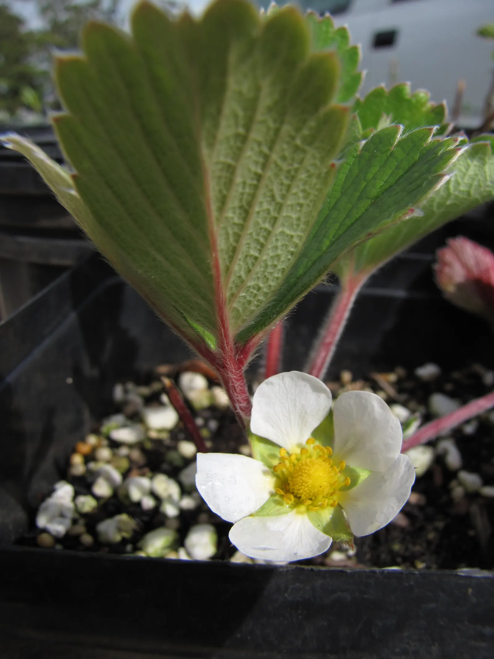 Coastal Strawberry (Fragaria chiloensis) — presents a delightful addition to any garden with its lush emerald foliage and charming white blossoms; this seaside