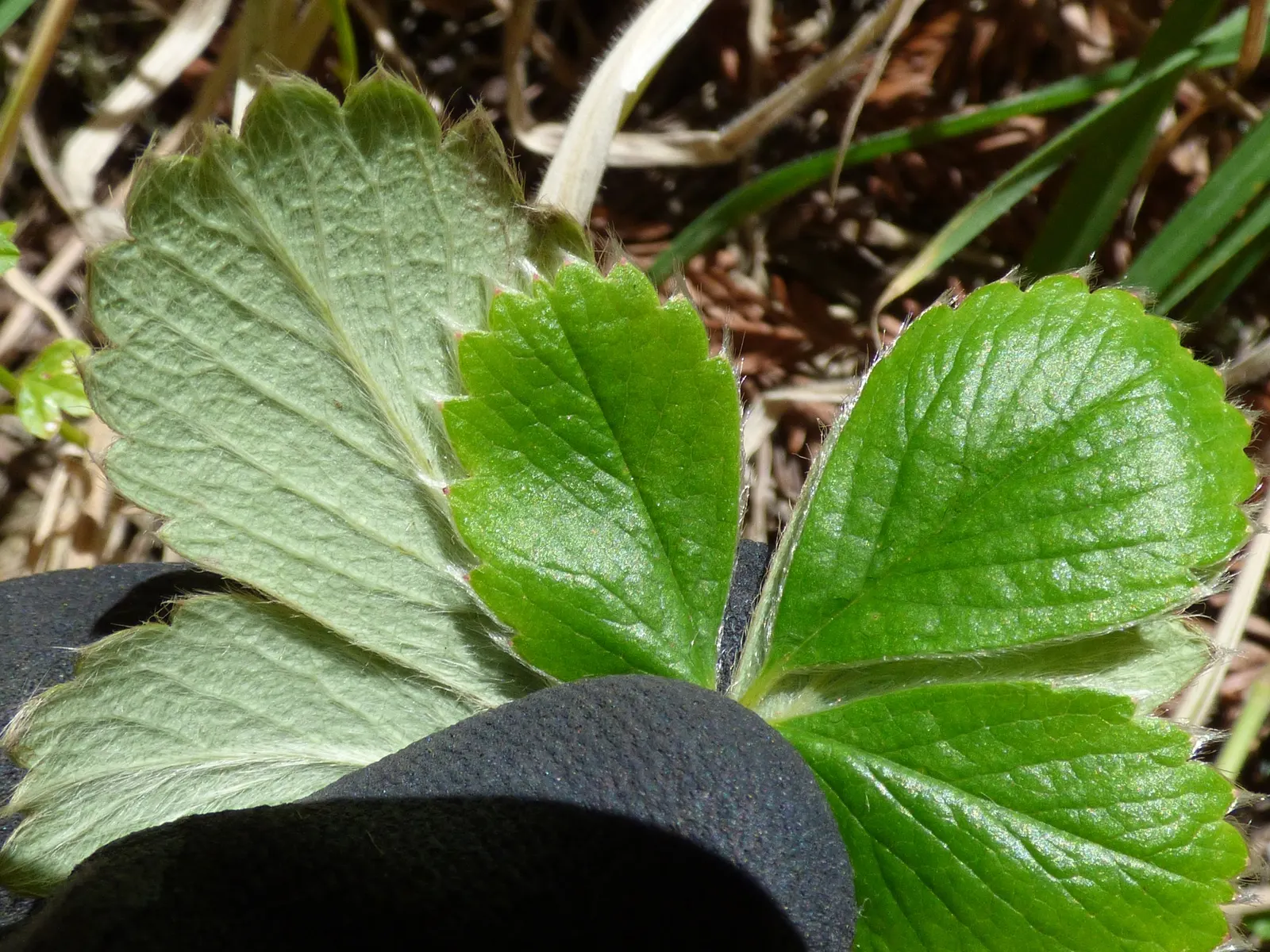 Coastal Strawberry (Fragaria chiloensis) — These leaves grow on stems that form a dense mat; adding ecosystem value to coastal-inspired designs