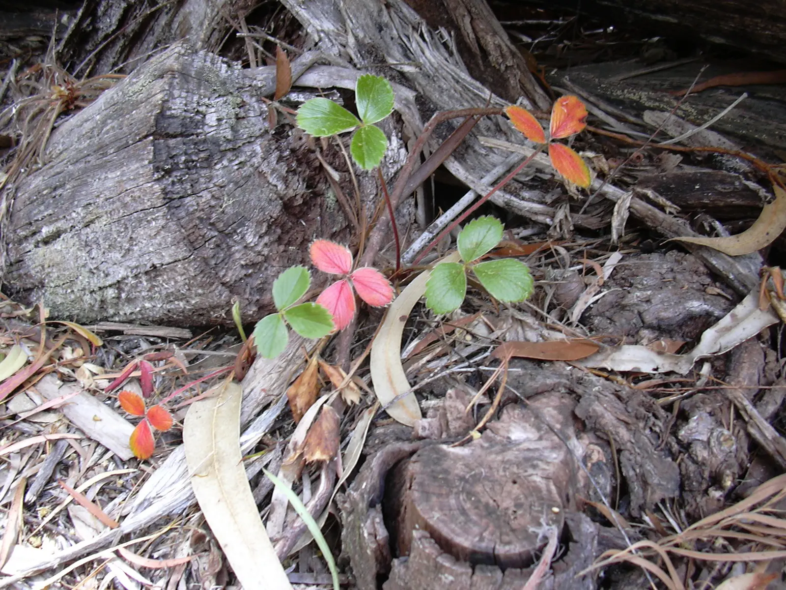 Coastal Strawberry (Fragaria chiloensis) — Prized for its glossy foliage and white blooms, it yields edible red berries; they are flavorful and, image 84