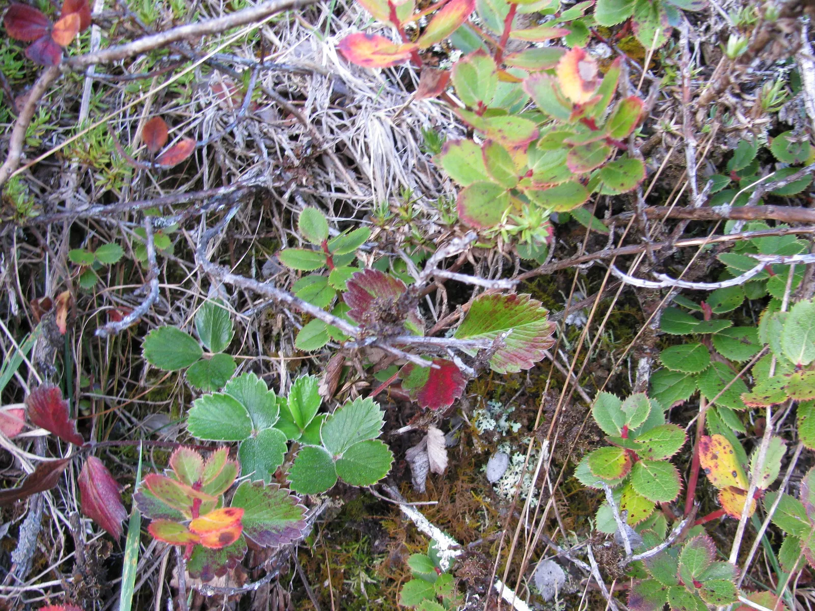 Coastal Strawberry (Fragaria chiloensis) — presents a delightful addition to any garden with its lush emerald foliage and charming white blossoms, image 63