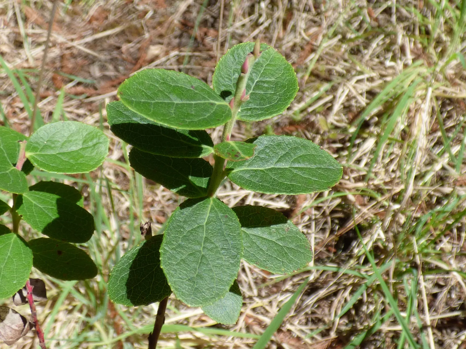 Coastal Strawberry (Fragaria chiloensis) — the Fragaria chiloensis produces edible; coastal Strawberry (Fragaria chiloensis) is a low-growing, image 70