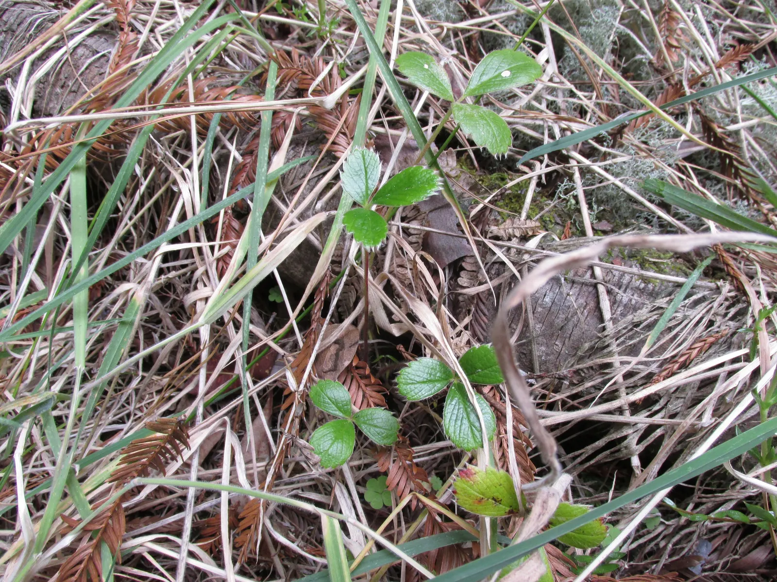 Coastal Strawberry (Fragaria chiloensis) — spreading up to 2 feet wide; this perennial groundcover thrives in USDA hardiness zones 4 through 9, image 56