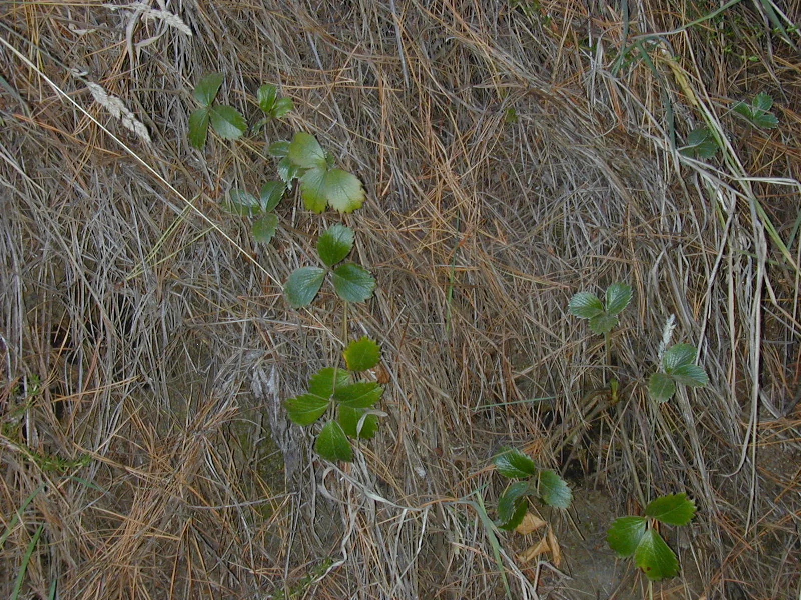 Coastal Strawberry (Fragaria chiloensis) — Native to the Pacific Coast of North and South America