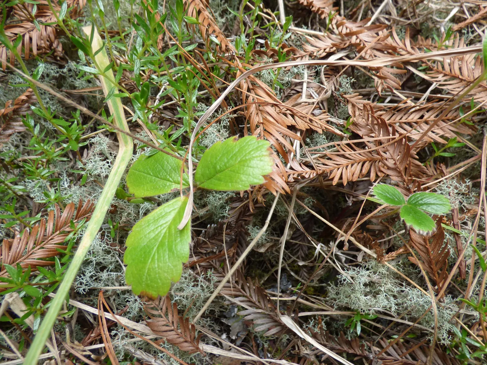 Coastal Strawberry (Fragaria chiloensis) — Although smaller than commercial varieties at about 1 to 1.5 inches in length; commonly referred to as, image 71