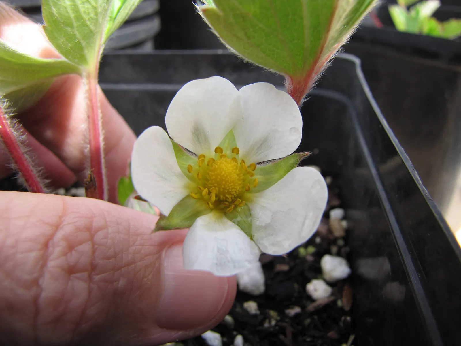 Coastal Strawberry (Fragaria chiloensis) — ground cover / perennial with white blooms