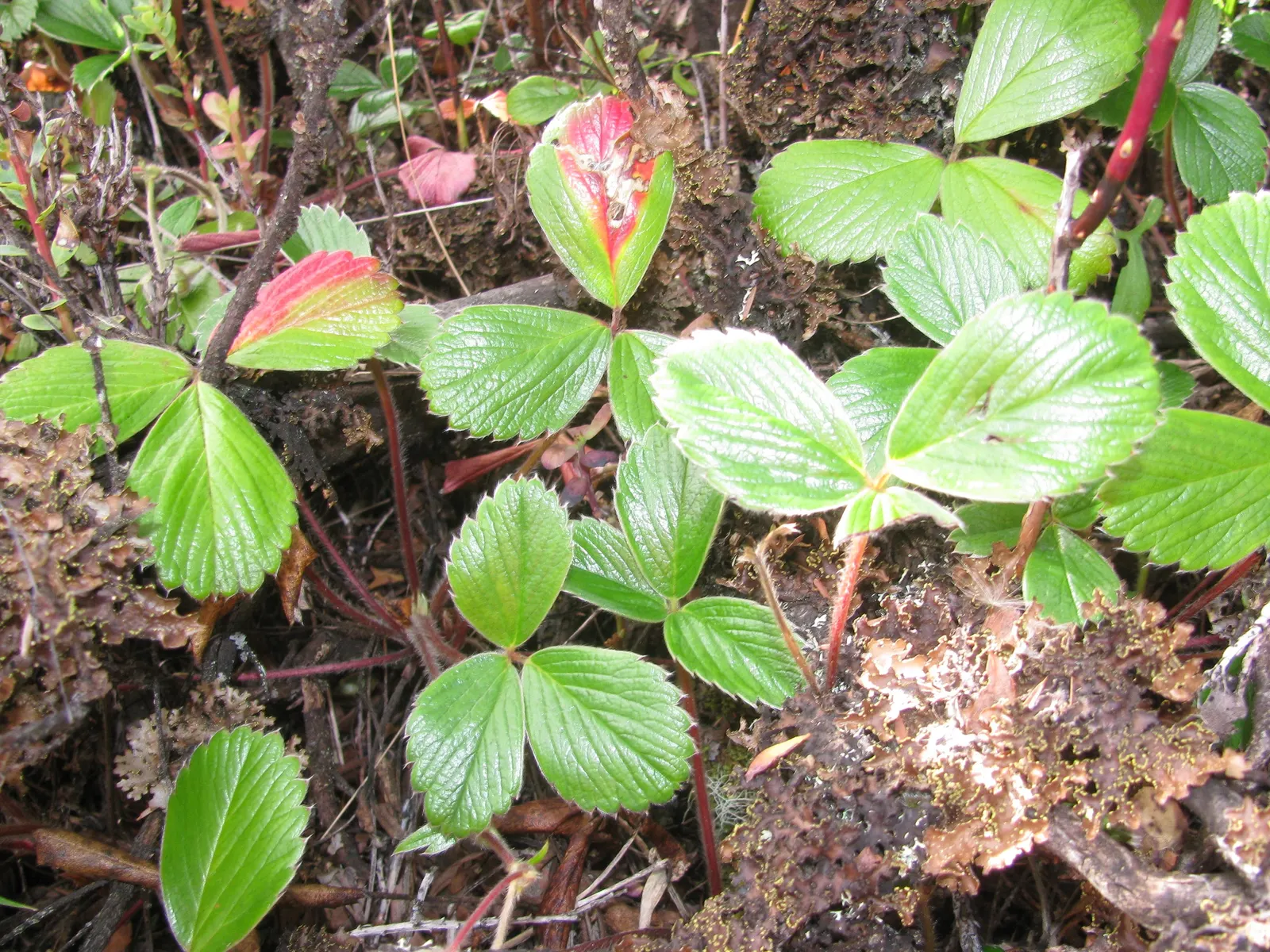 Coastal Strawberry (Fragaria chiloensis) — they are flavorful and aromatic; composed of five petals each