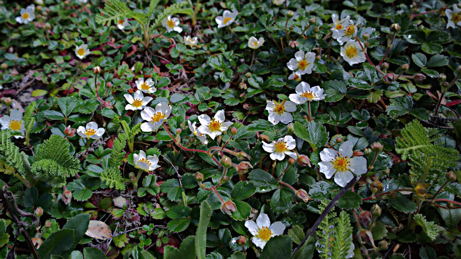 Coastal Strawberry (Fragaria chiloensis) — this perennial groundcover thrives in USDA hardiness zones 4 through 9