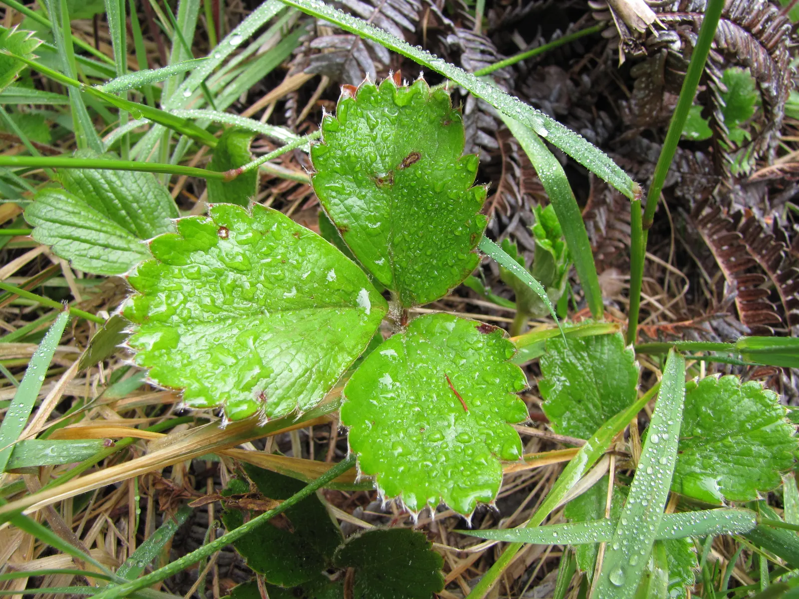 Coastal Strawberry (Fragaria chiloensis) — Coastal Strawberry (Fragaria chiloensis) is a low-growing perennial reaching 6-12 inches tall; thriving in USDA