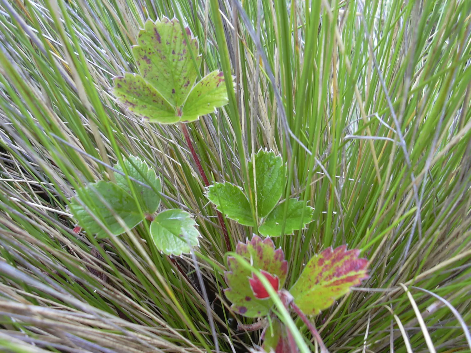 Coastal Strawberry (Fragaria chiloensis) — the Fragaria chiloensis produces edible