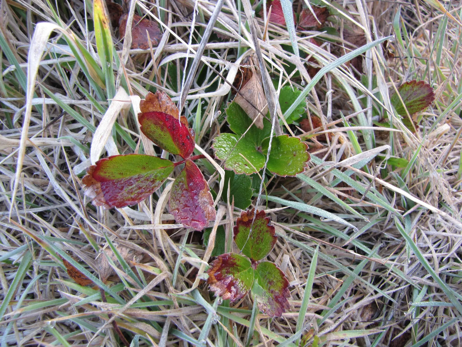 Coastal Strawberry (Fragaria chiloensis) — Native to the Pacific Coast of North and South America; these leaves grow on stems that form a dense mat, image 64