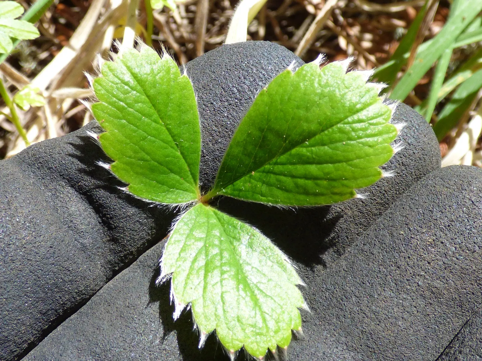Coastal Strawberry (Fragaria chiloensis) — trifoliate leaves which span about 2 to 3 inches in diameter; ground cover / perennial for full or half, image 66