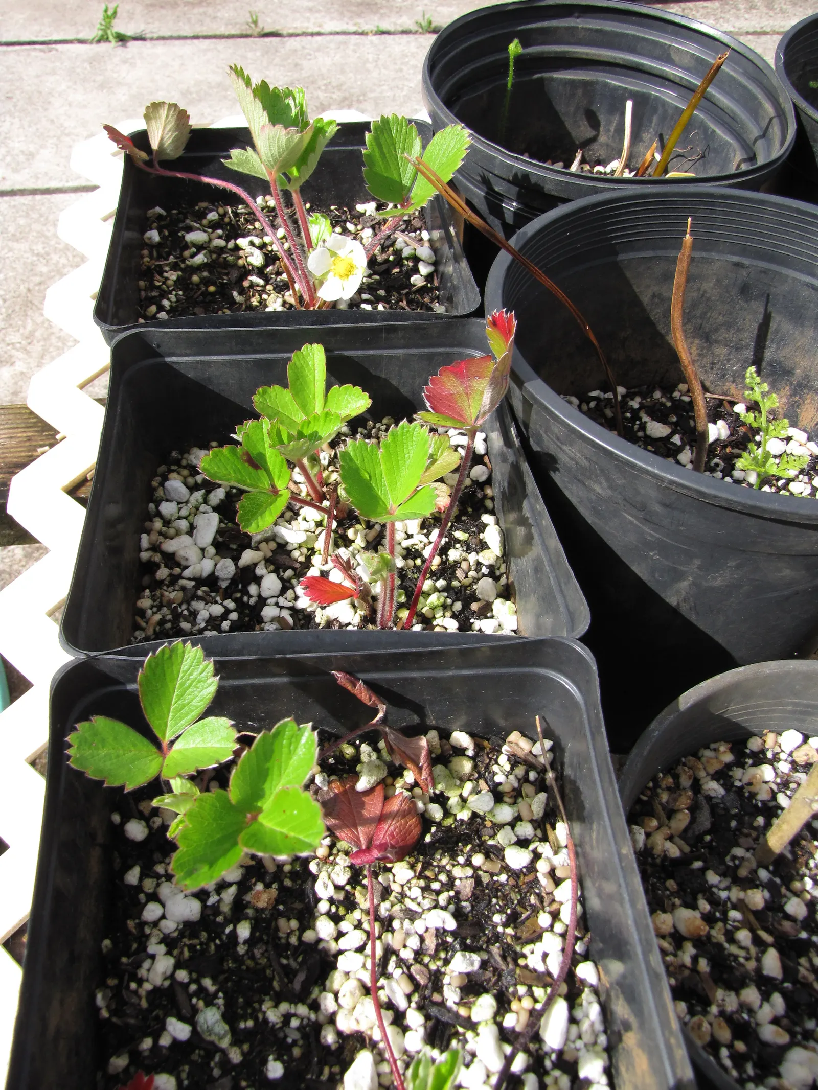 Coastal Strawberry (Fragaria chiloensis) — adding ecosystem value to coastal-inspired designs; often used in culinary creations.<br><br>For optimal growth