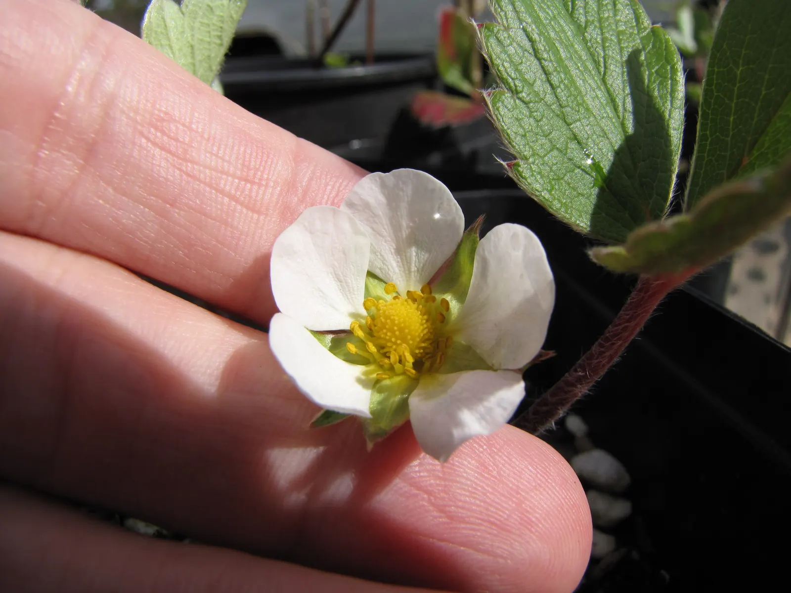 Coastal Strawberry (Fragaria chiloensis) — It tolerates maritime exposure and sandy soils, making it an ideal selection for coastal landscapes