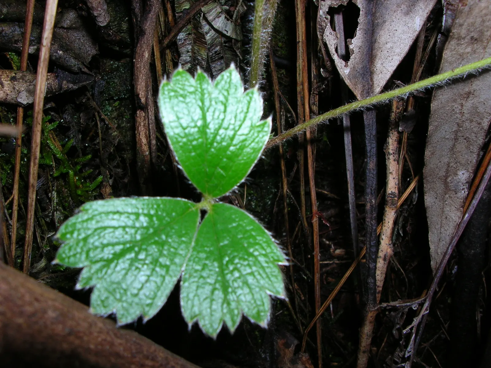 Coastal Strawberry (Fragaria chiloensis) — adding ecosystem value to coastal-inspired designs; often used in culinary creations.<br><br>For optimal, image 88