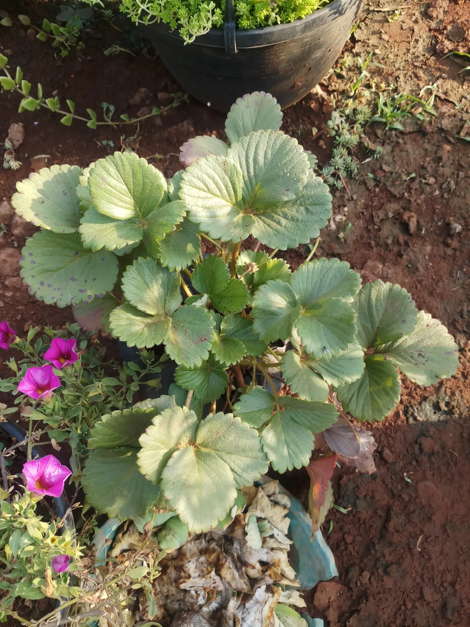 Coastal Strawberry (Fragaria chiloensis) — the Coastal Strawberry is both drought-tolerant and deer-resistant