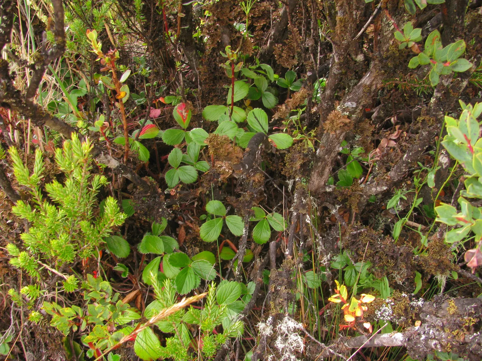 Coastal Strawberry (Fragaria chiloensis) — often used in culinary creations.<br><br>For optimal growth; the Coastal Strawberry is both drought-tolerant and