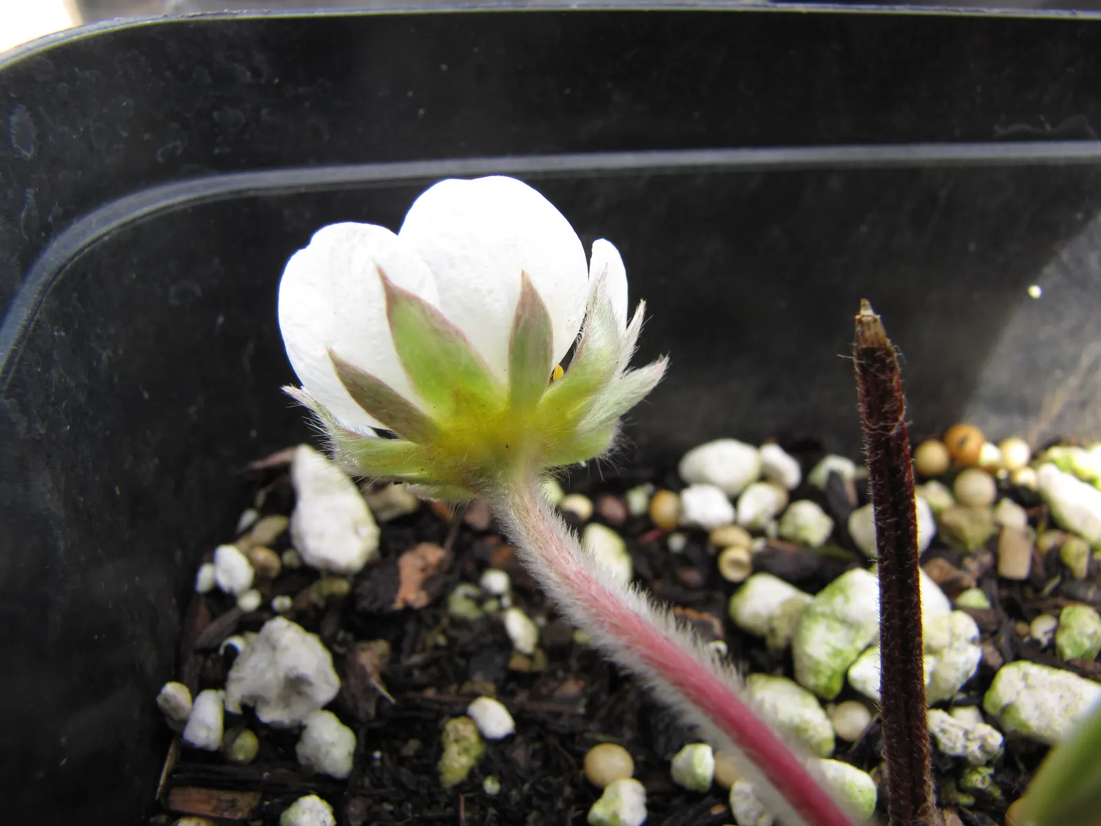 Coastal Strawberry (Fragaria chiloensis) — this perennial groundcover thrives in USDA hardiness zones 4 through 9; this groundcover prefers full sun to partial