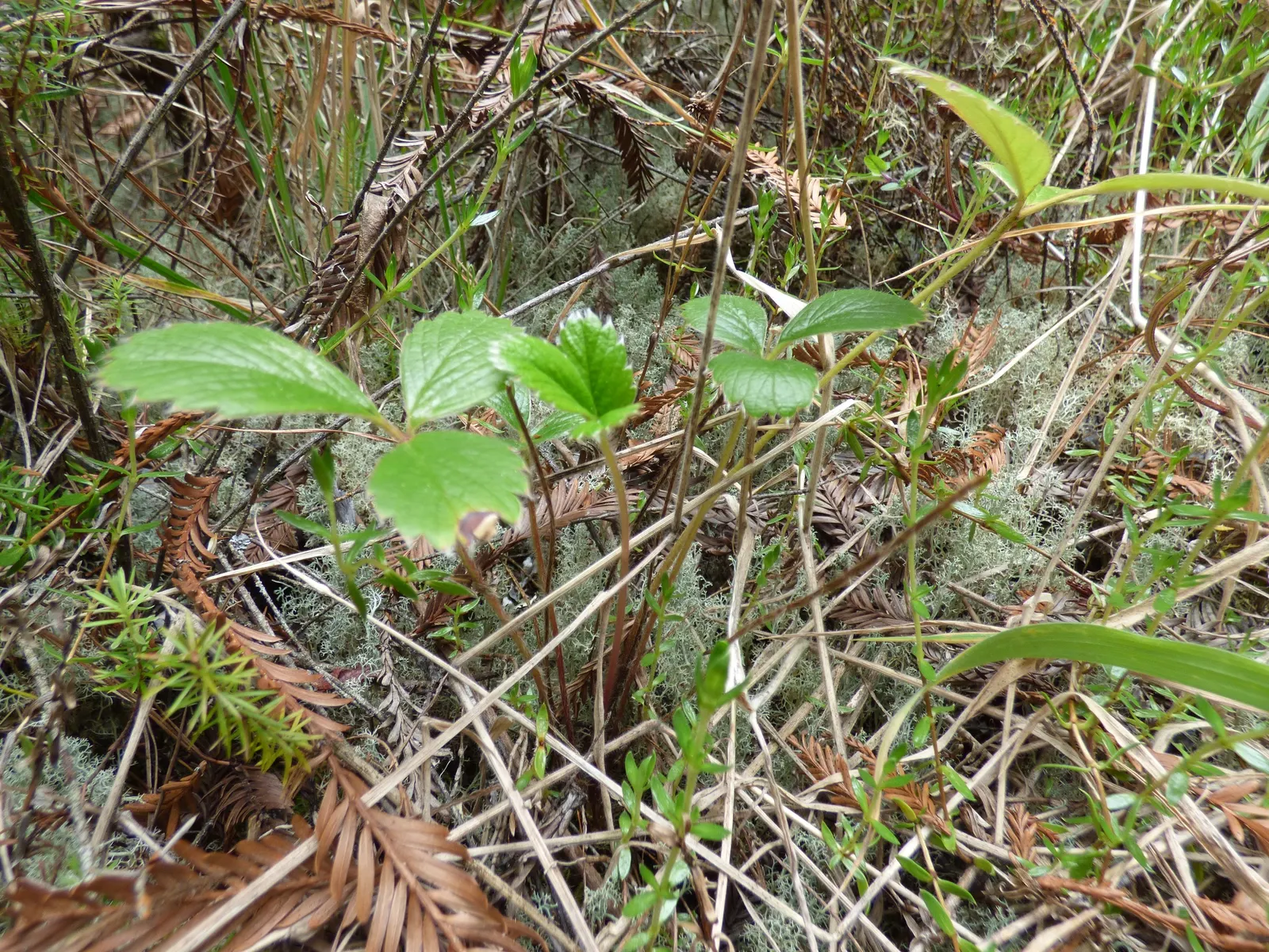 Coastal Strawberry (Fragaria chiloensis) — often used in culinary creations.<br><br>For optimal growth; the Coastal Strawberry is both, image 73