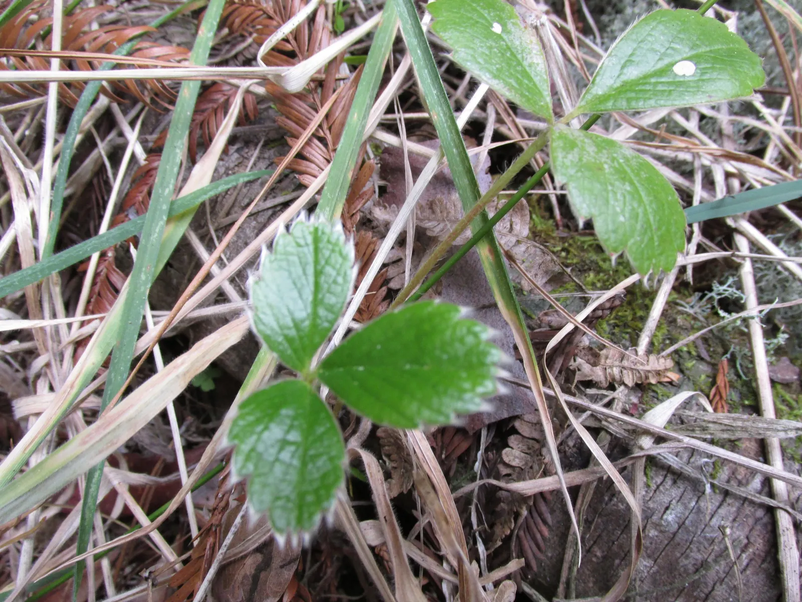 Coastal Strawberry (Fragaria chiloensis) — These leaves grow on stems that form a dense mat; adding ecosystem value to coastal-inspired designs, image 67