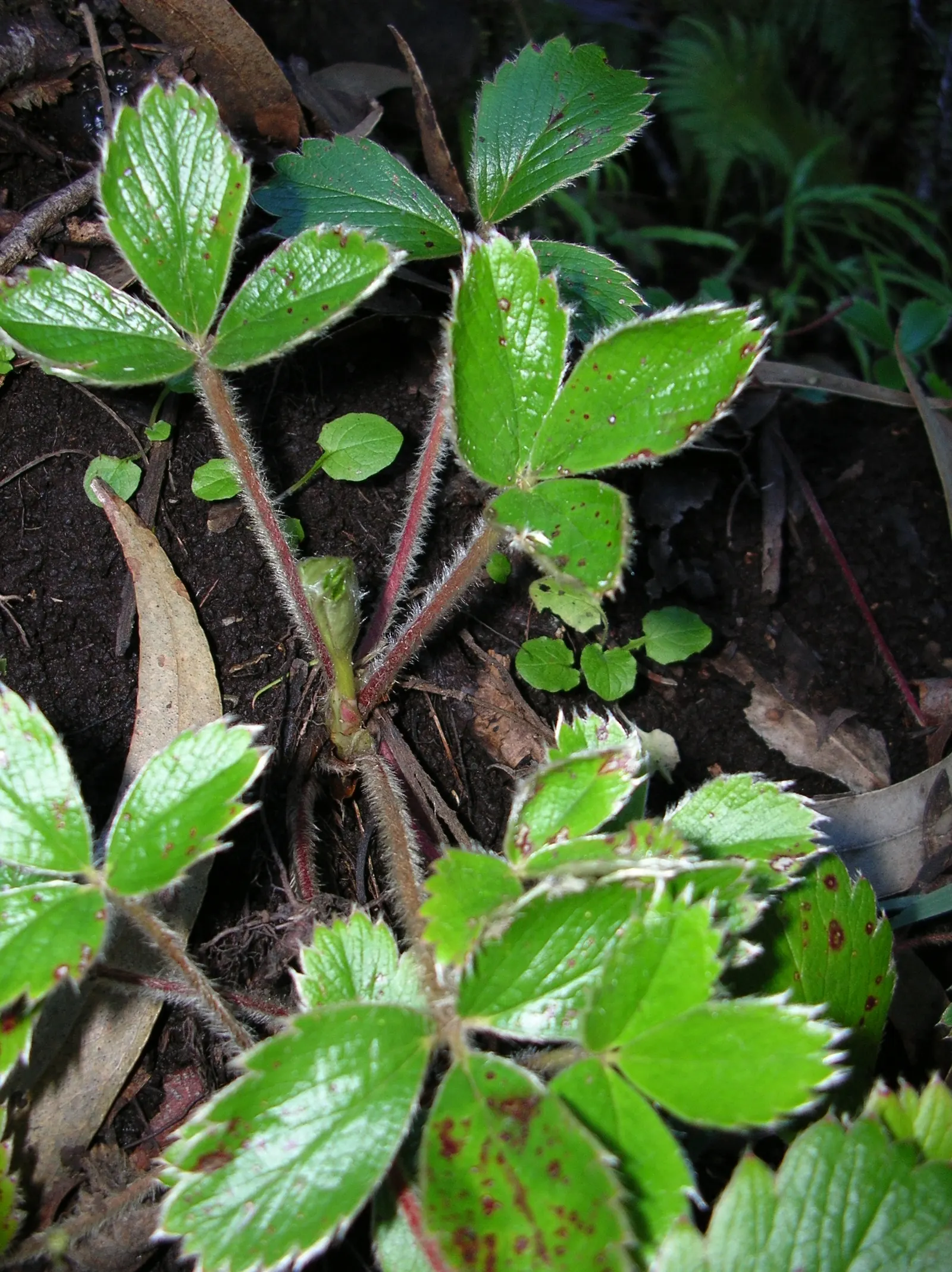 Coastal Strawberry (Fragaria chiloensis) — ground cover / perennial with white blooms; although smaller than commercial varieties at about 1 to 1.5, image 80