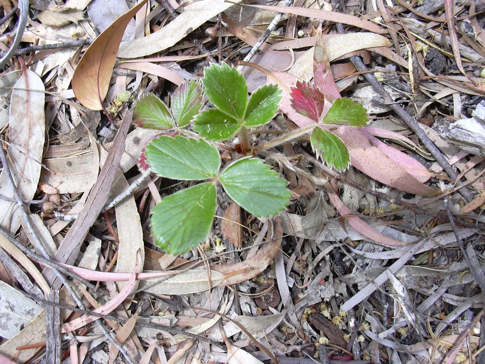 Coastal Strawberry (Fragaria chiloensis) — spreading up to 2 feet wide; this perennial groundcover thrives in USDA hardiness zones 4 through 9