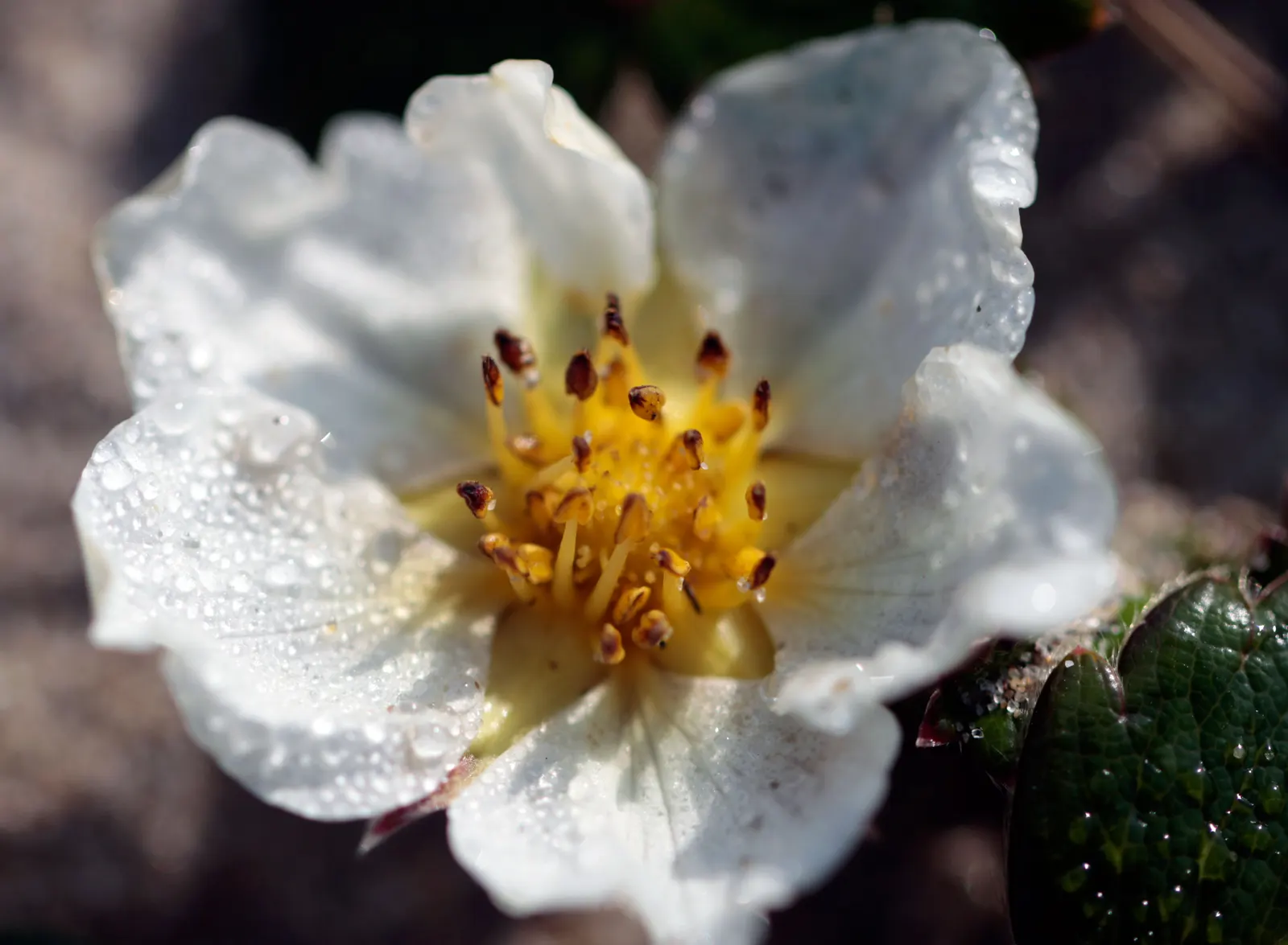 Coastal Strawberry (Fragaria chiloensis) — This seaside native attracts pollinators while resisting deer