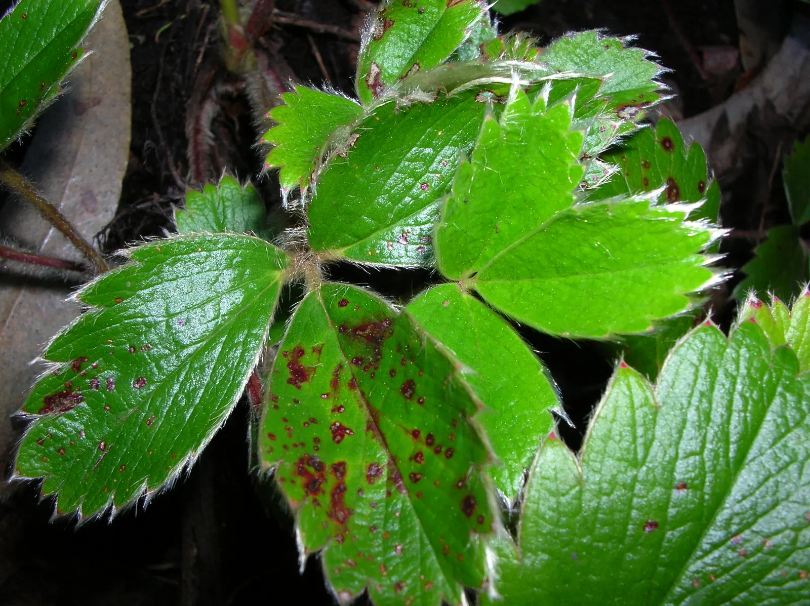 Coastal Strawberry (Fragaria chiloensis) — white flowers in the garden; native to the Pacific Coast of North and South America, image 79