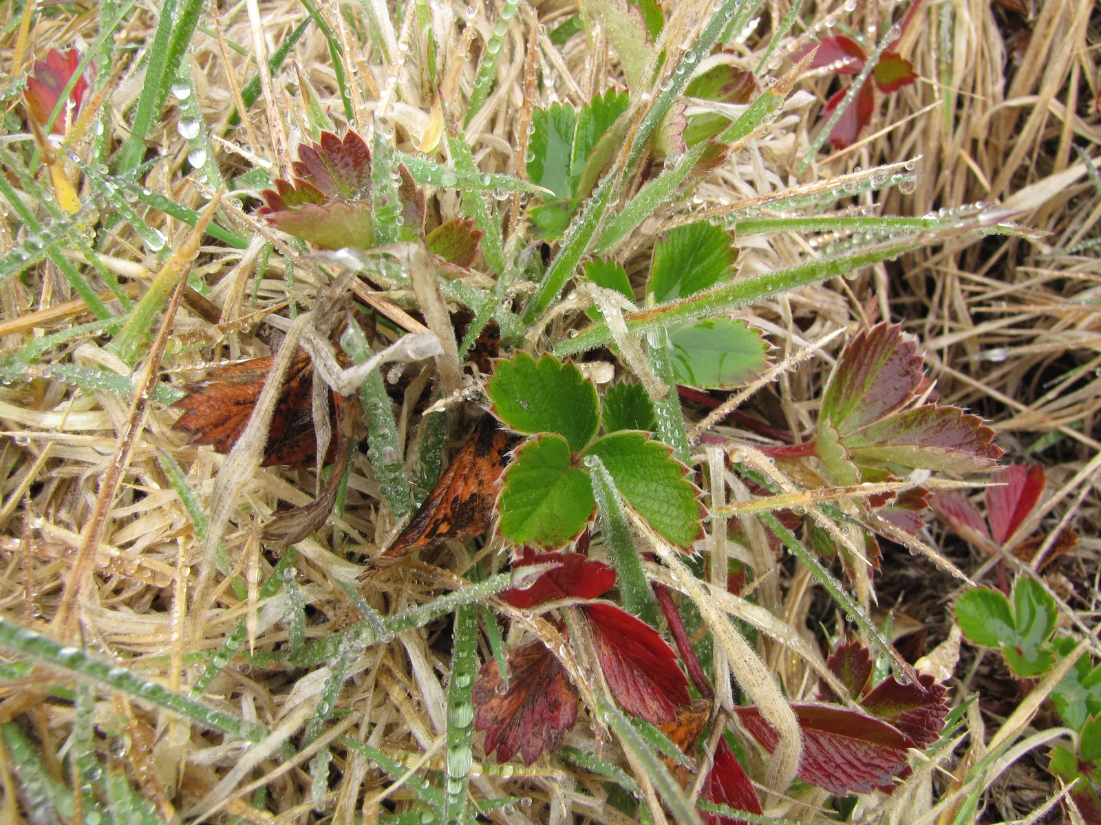 Coastal Strawberry (Fragaria chiloensis) — spreading up to 2 feet wide; this perennial groundcover thrives in USDA hardiness zones 4 through 9, image 83