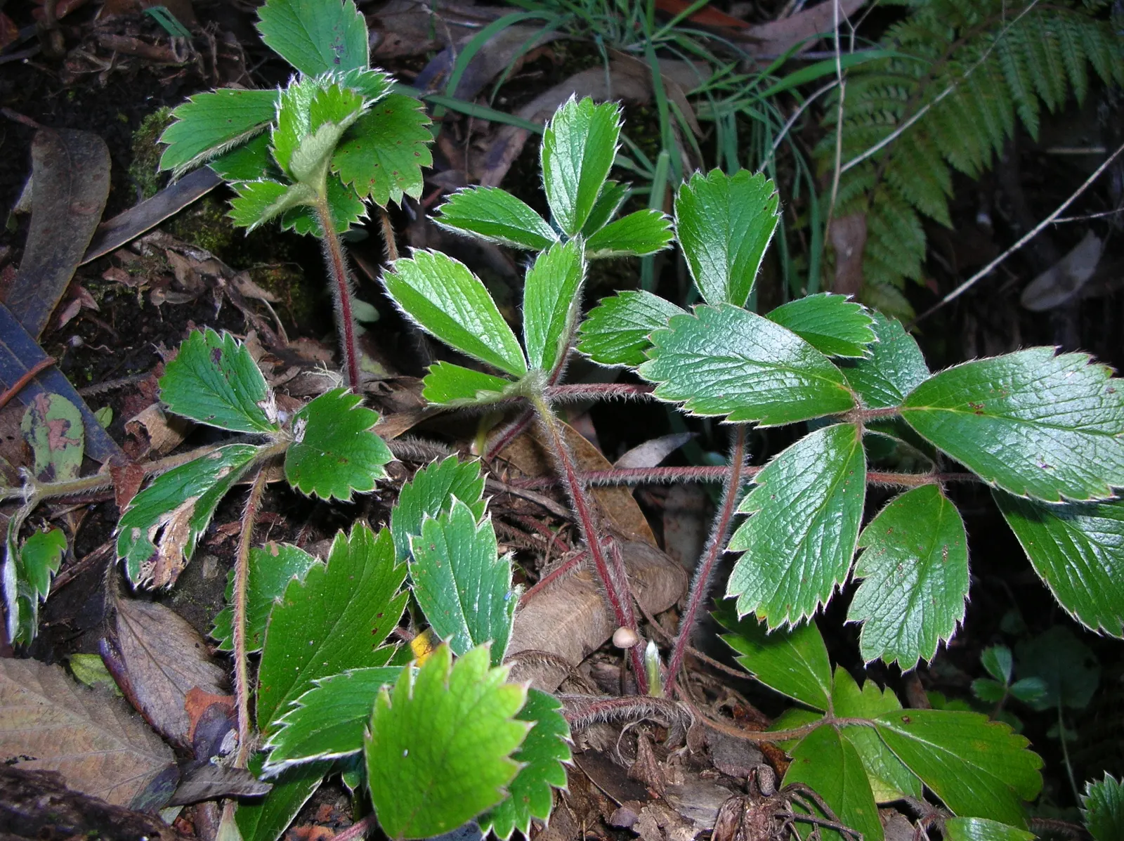 Coastal Strawberry (Fragaria chiloensis) — This seaside native attracts pollinators while resisting deer; trifoliate leaves which span about 2 to 3 inches in