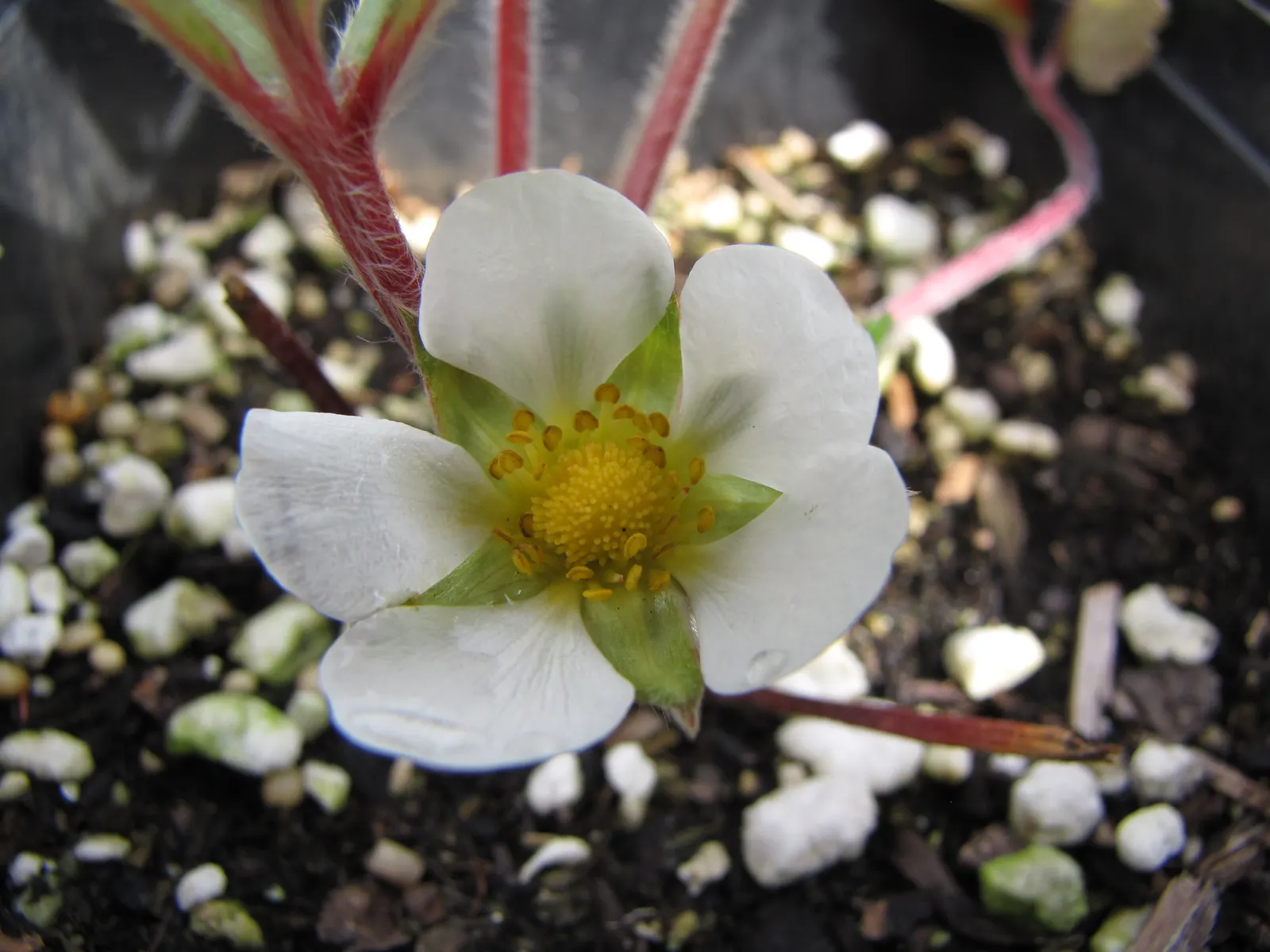 Coastal Strawberry (Fragaria chiloensis) — Prized for its glossy foliage and white blooms, it yields edible red berries; they are flavorful and aromatic