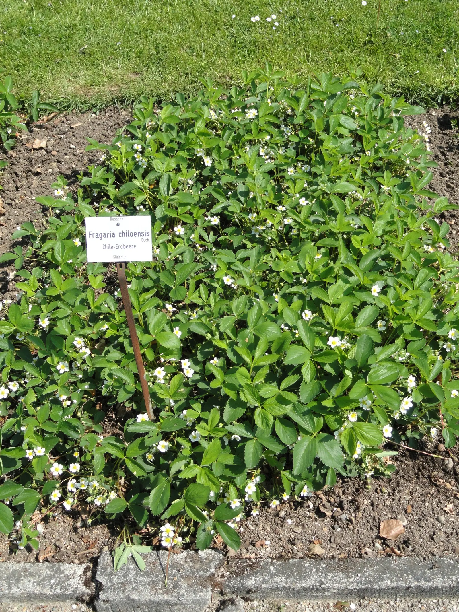 Coastal Strawberry (Fragaria chiloensis) — It tolerates maritime exposure and sandy soils, making it an ideal selection for coastal landscapes, image 75