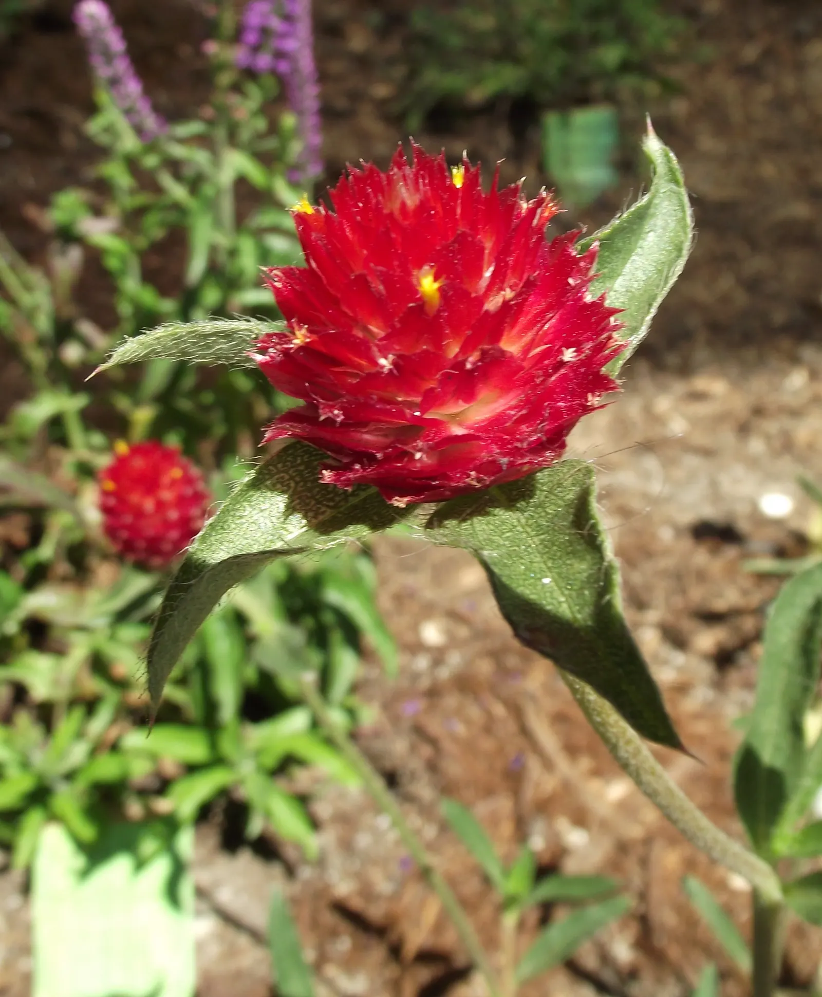 Coastal Strawberry (Fragaria chiloensis) — often used in culinary creations.<br><br>For optimal growth