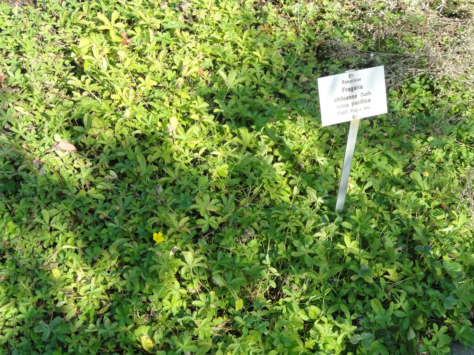 Coastal Strawberry (Fragaria chiloensis) — contributing to its low-maintenance stature and suitability for various garden designs