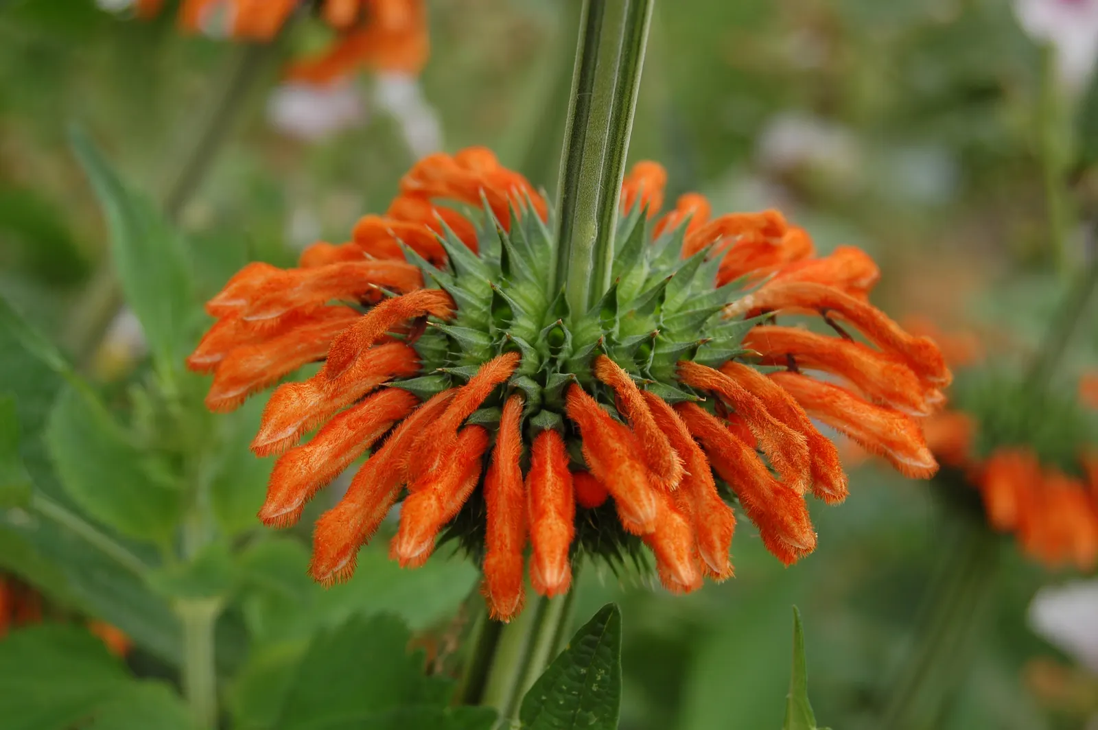 Annual Lion's Ear (Leonotis Nepetifolia) — Recognized for its whorls of tubular