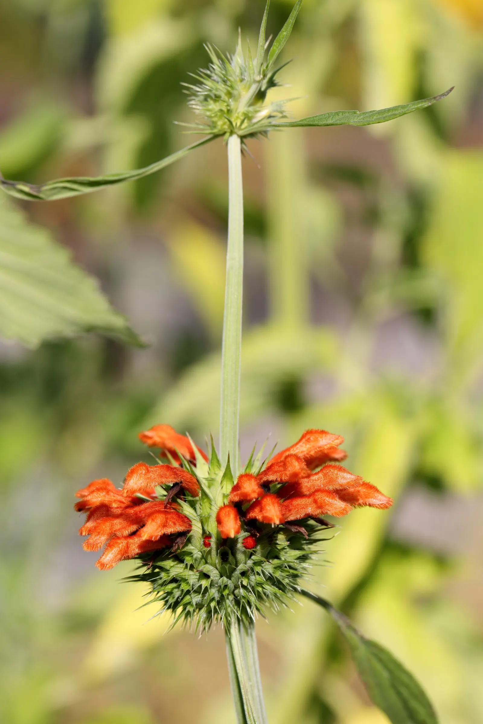Annual Lion's Ear (Leonotis Nepetifolia) — this plant thrives in full sun and well-drained soils