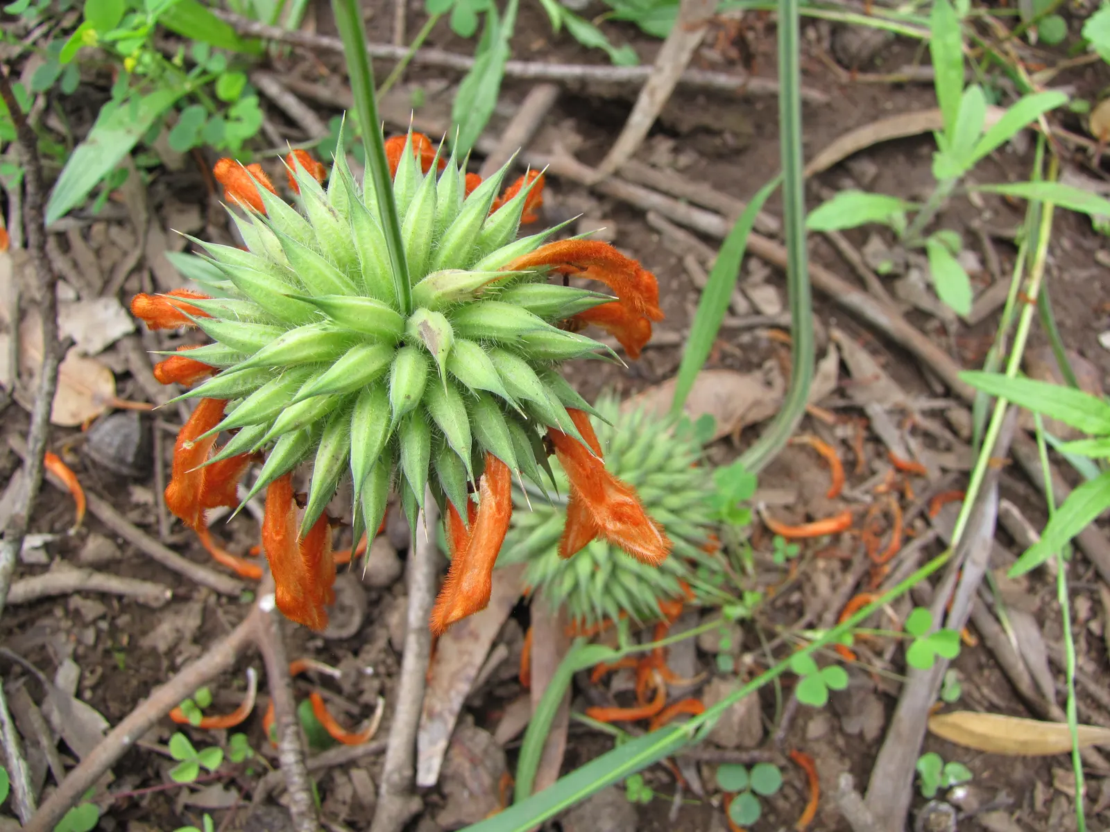 Annual Lion's Ear (Leonotis Nepetifolia) — grows up to 5-6 feet tall and spreads approximately 2-3 feet wide