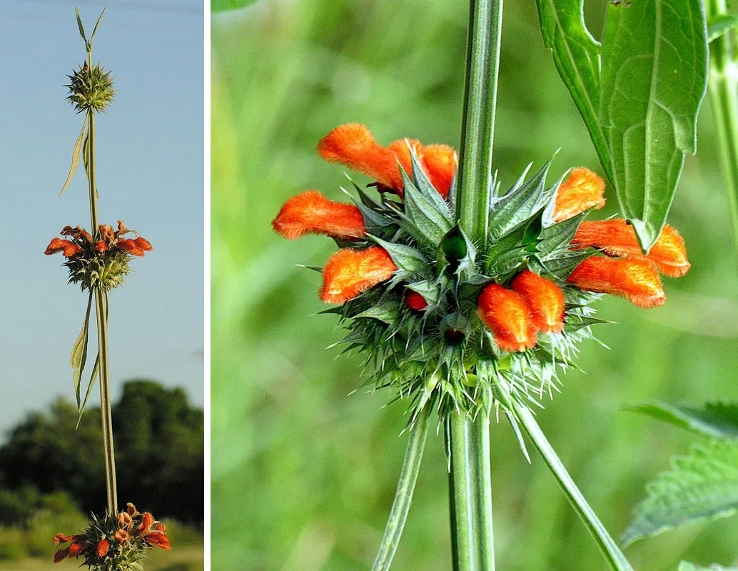 Annual Lion's Ear (Leonotis Nepetifolia) — The Annual Lion's Ear (Leonotis nepetifolia)