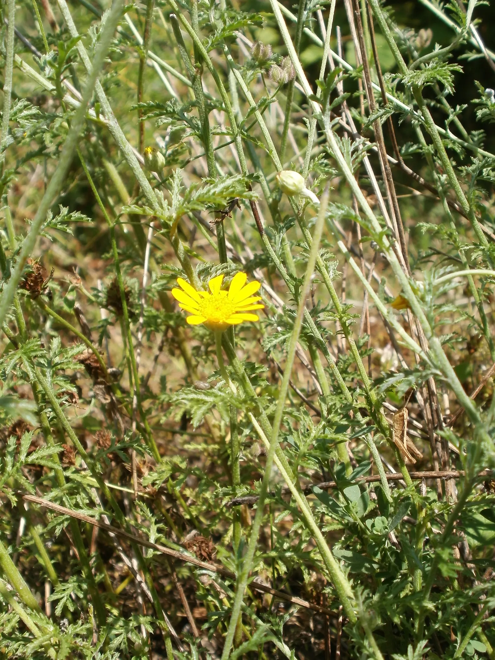 Golden Marguerite (Anthemis Tinctoria) — create a sea of warm color atop a dense mound of ferny green foliage, image 86