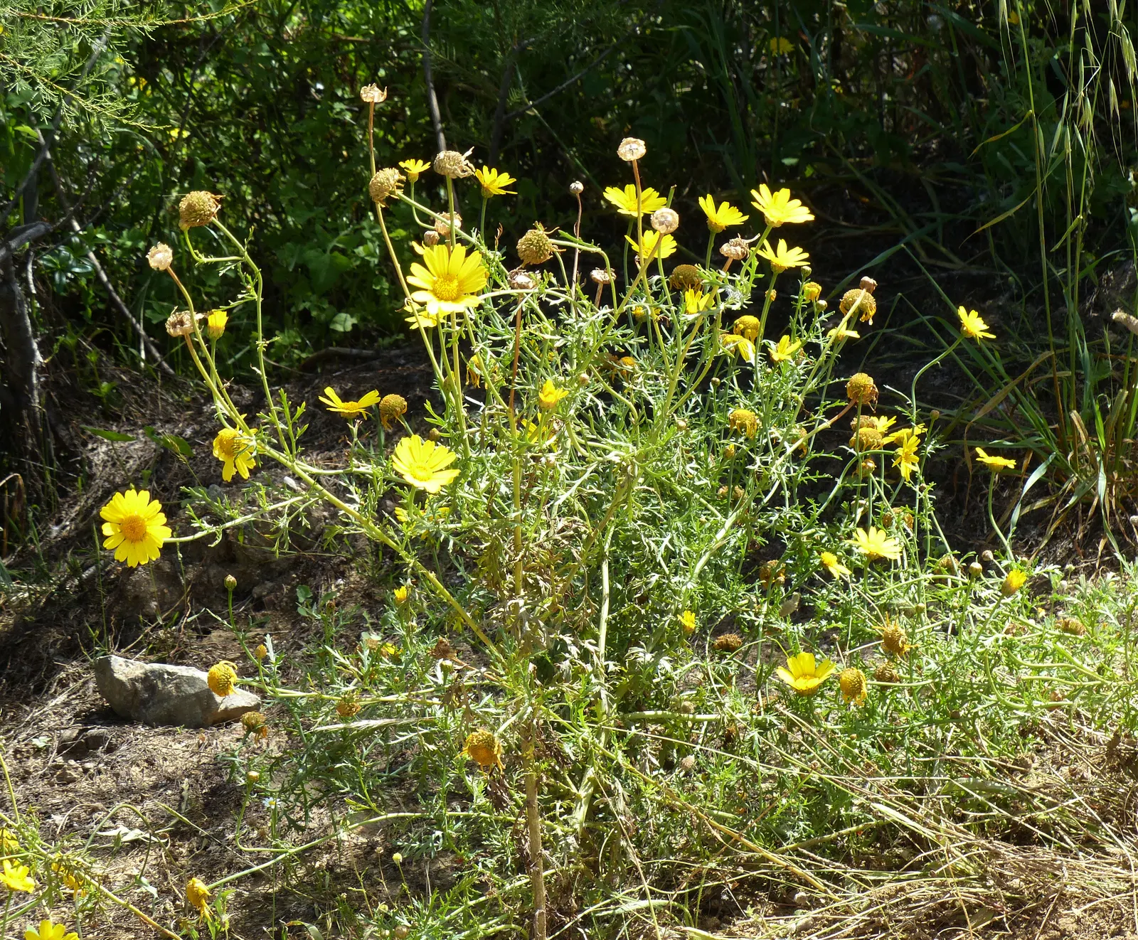 Golden Marguerite (Anthemis Tinctoria) — Ideal for borders, its flowering season spans from early summer to fall; it prefers well-drained soil of, image 97