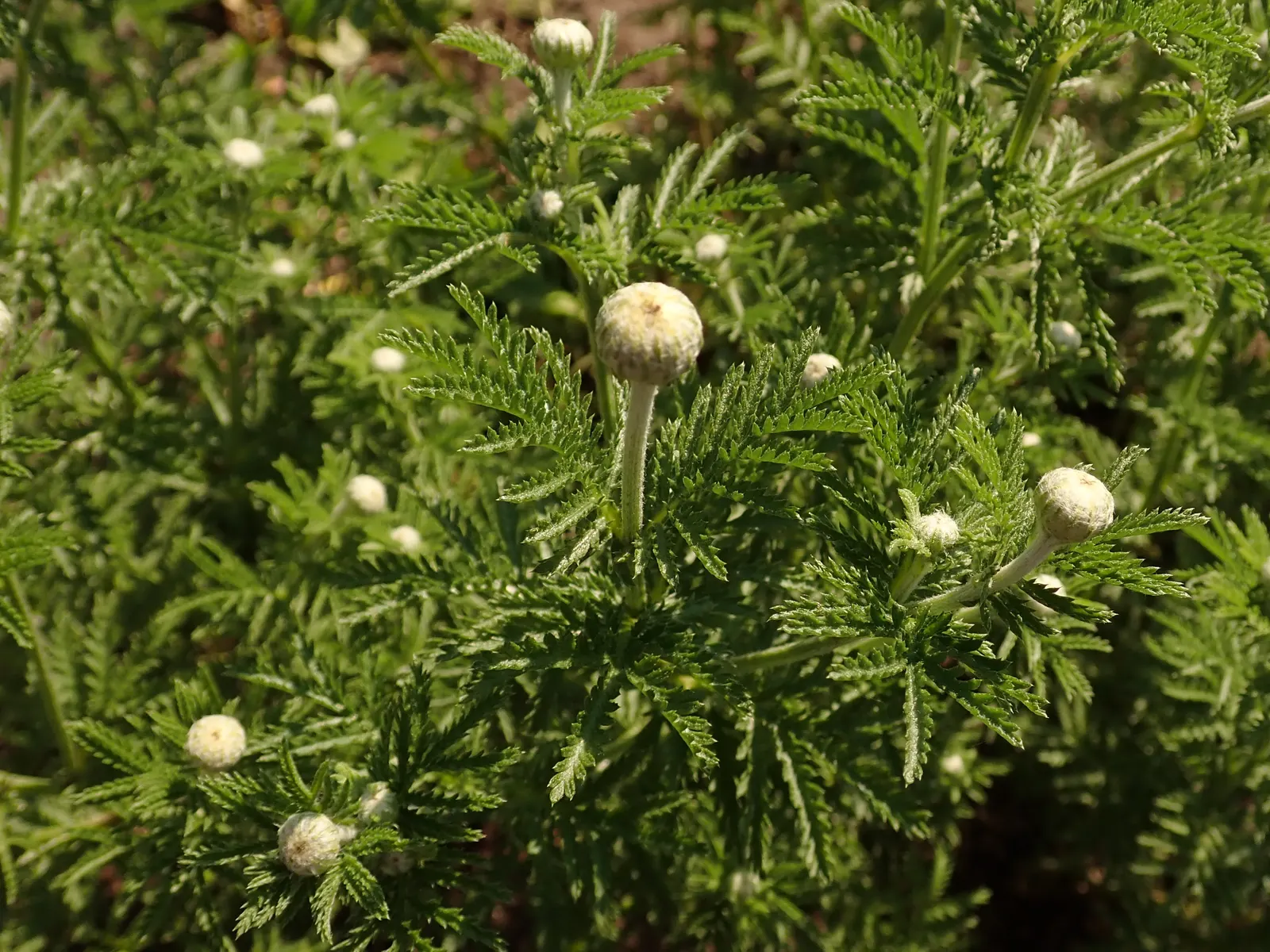 Golden Marguerite (Anthemis Tinctoria) — the Golden Marguerite will reward the landscape with a long-lasting display of vivacious charm