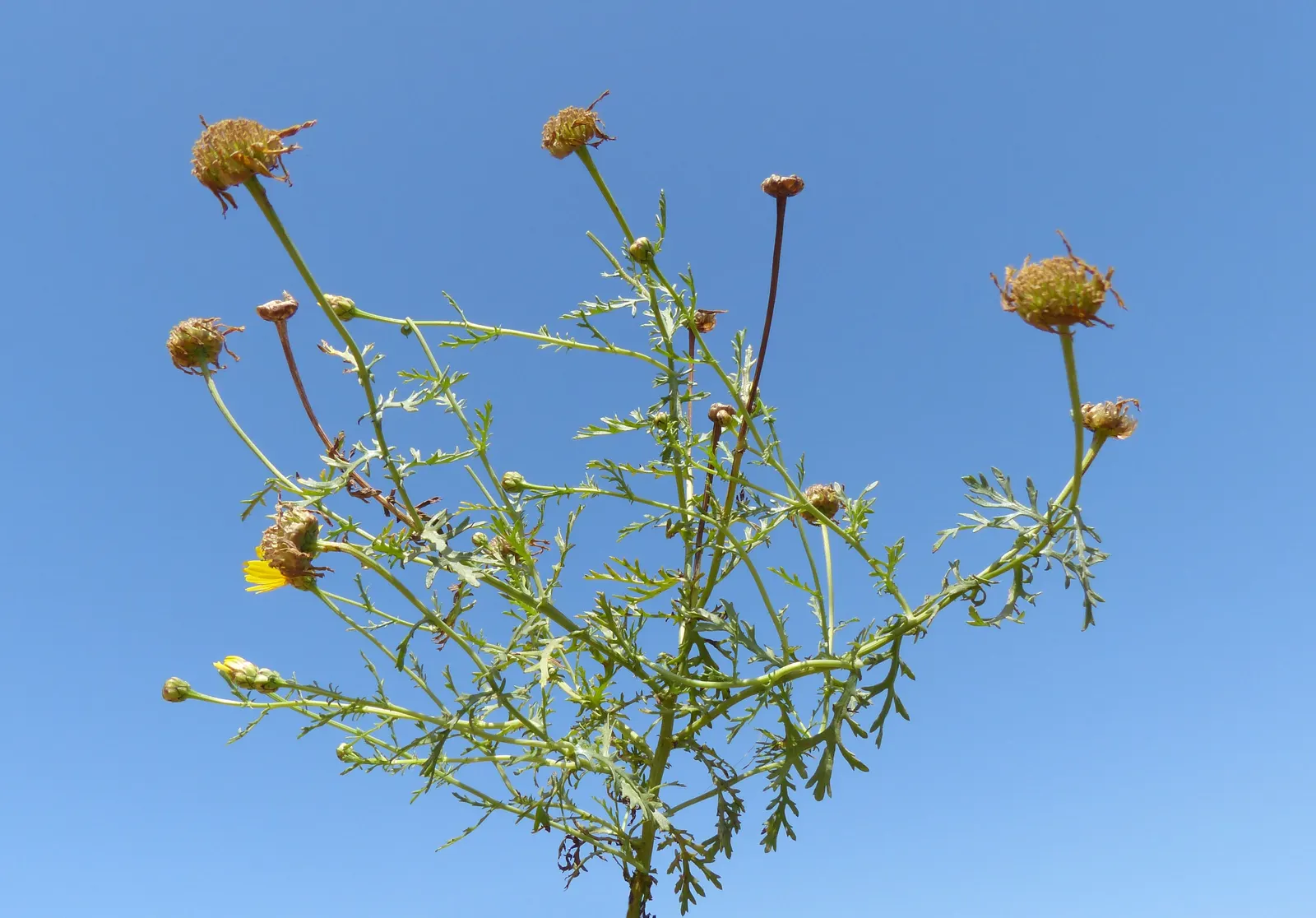 Golden Marguerite (Anthemis Tinctoria) — this species typically reaches a mature height of 18 to 36 inches with a spread of roughly 12 to 24, image 102